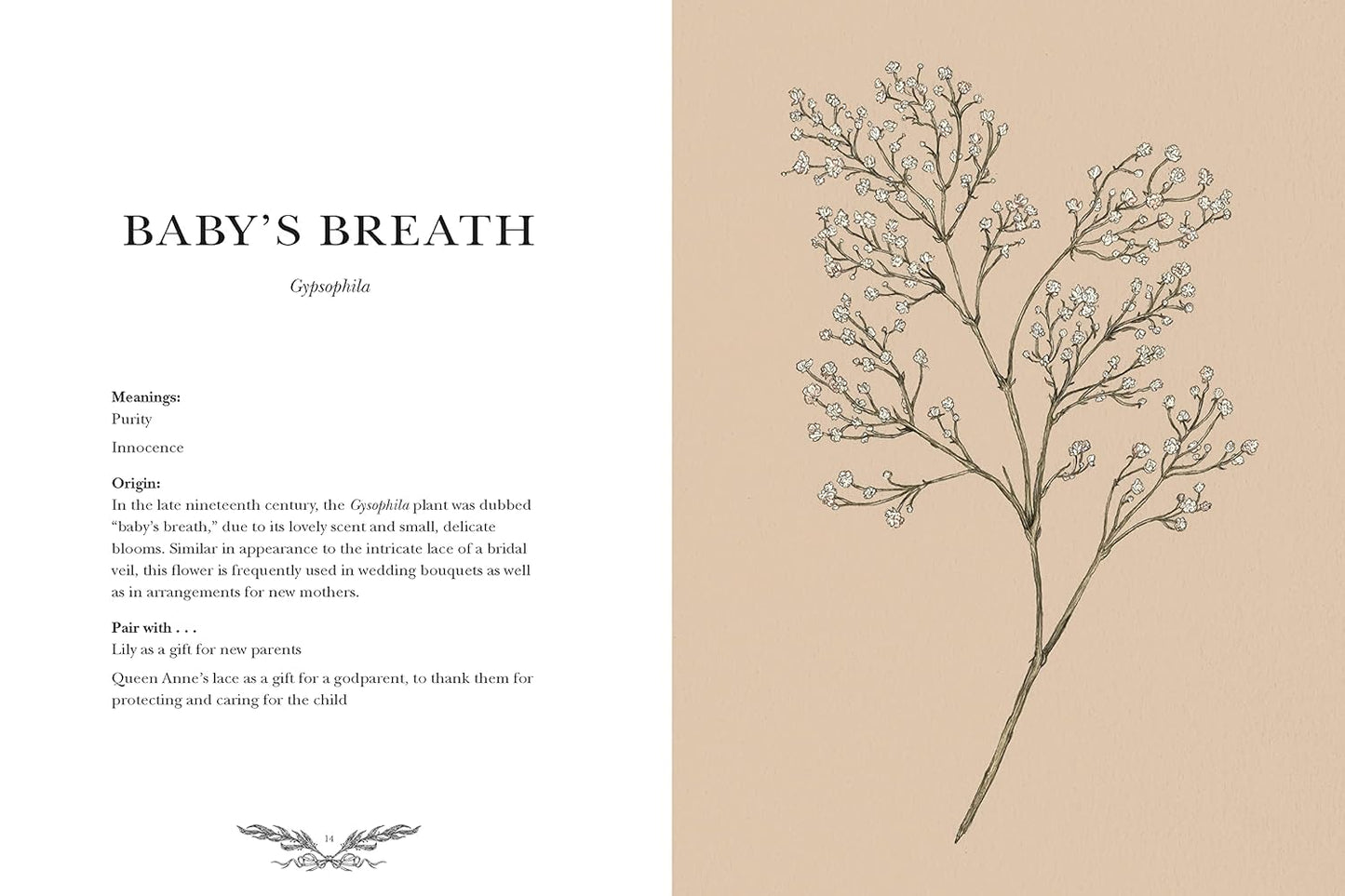 Floriography: An Illustrated Guide to the Victorian Language of Flowers