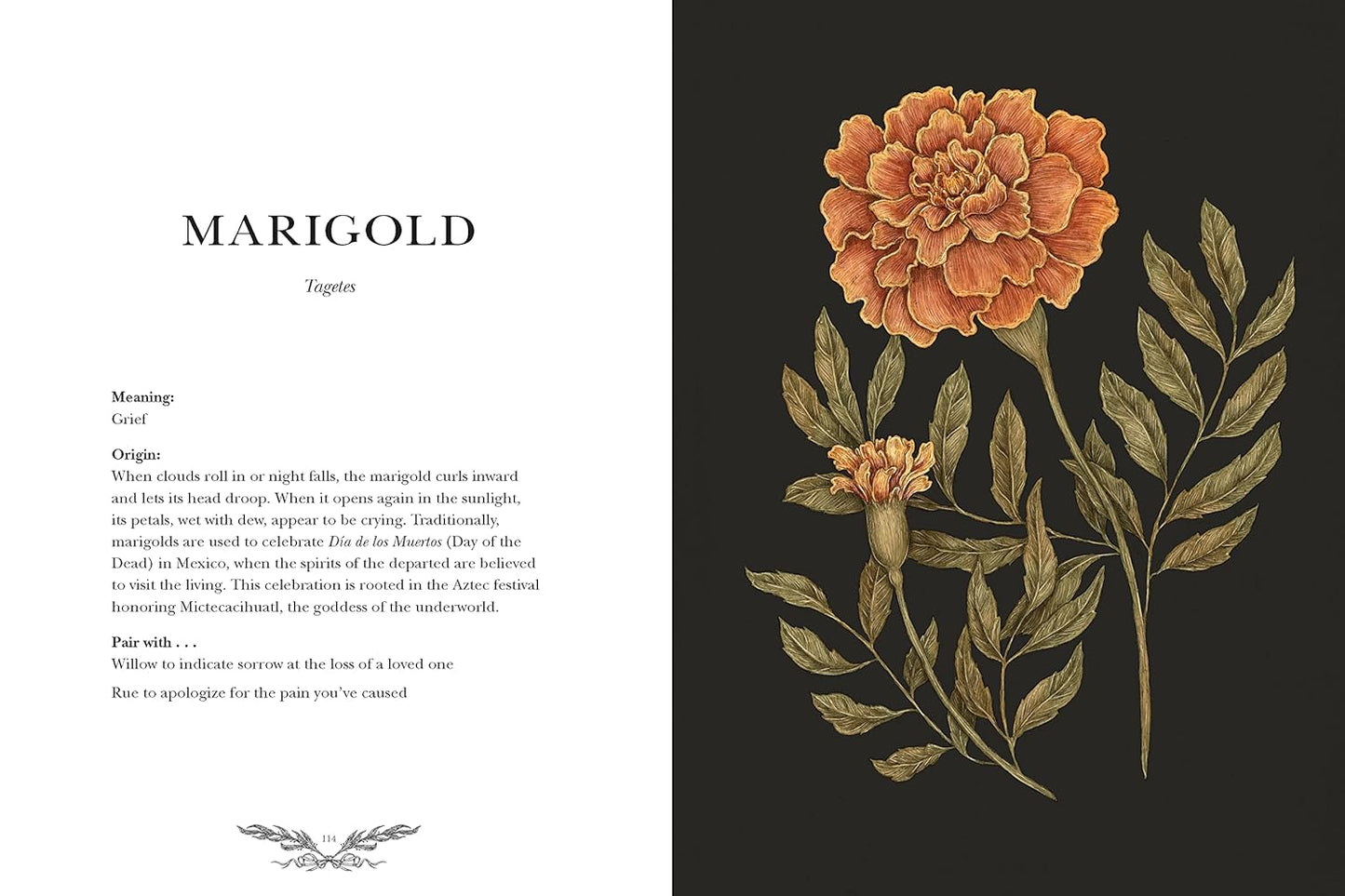 Floriography: An Illustrated Guide to the Victorian Language of Flowers